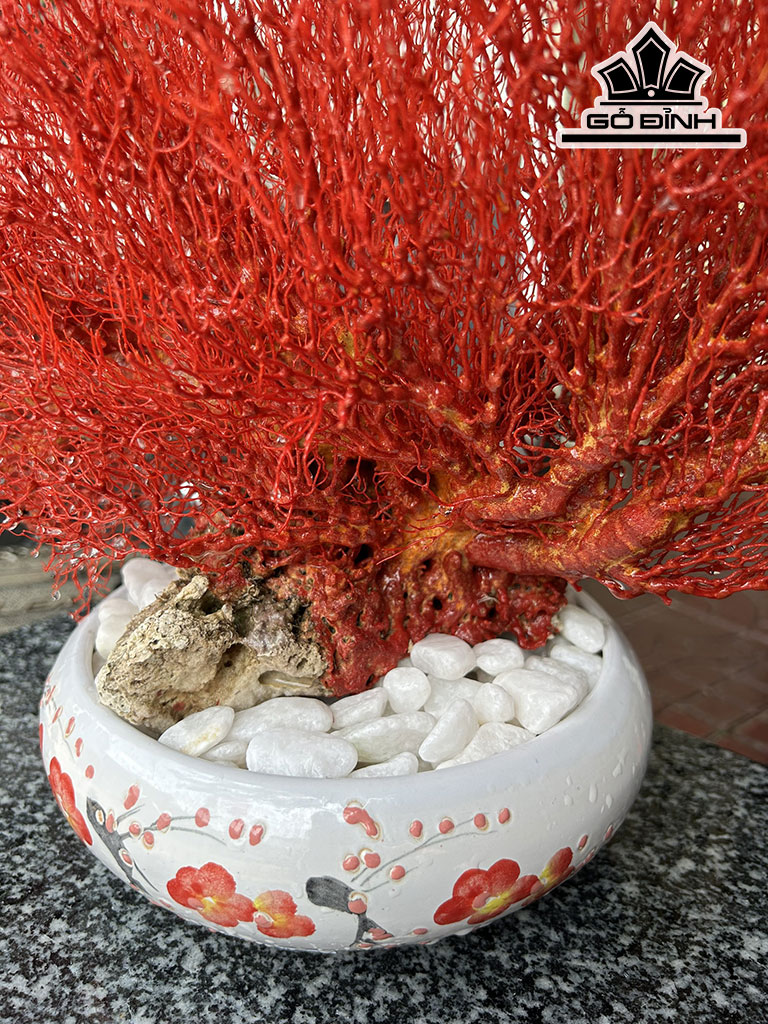 Chậu San Hô Đỏ Cao 35 Ngang 52 (cm)