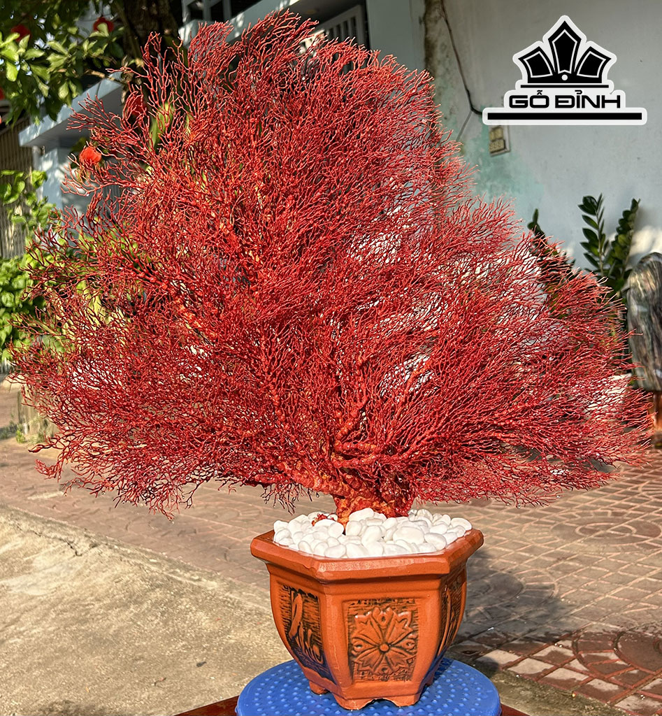 Chậu San Hô Đỏ Cao 63 Ngang 62 (cm)