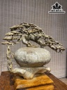 binh-tung-phu-quy-go-nu-nghien-cao-52-ngang-48-sau-21-cm-436546