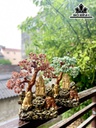 Cây Tài Lộc Đá Vụn Thạch Anh