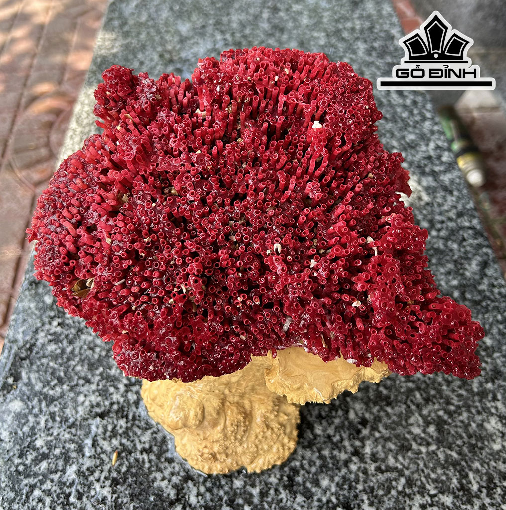 Cây San Hô Đỏ Mào Gà Cao 22 Ngang 14  Đế Cao 18 (cm)