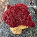 Cây San Hô Đỏ Mào Gà Cao 22 Ngang 14  Đế Cao 18 (cm)