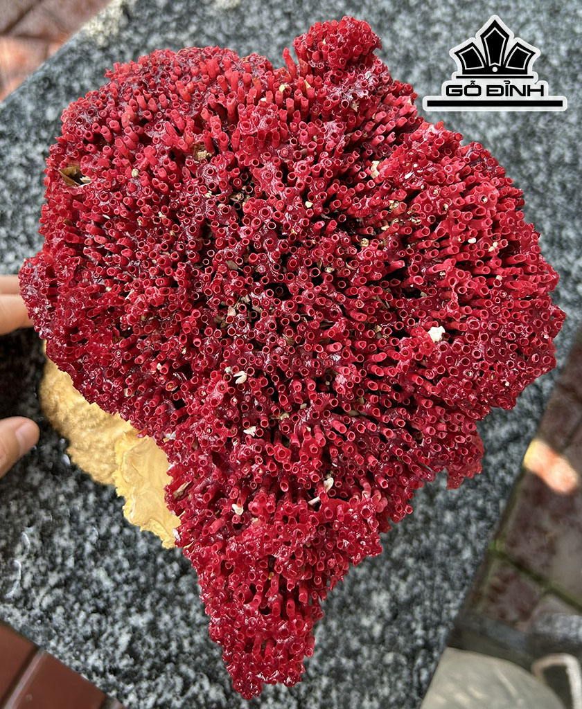 Cây San Hô Đỏ Mào Gà Cao 22 Ngang 14  Đế Cao 18 (cm)