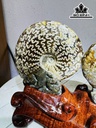 cap-oc-anh-vu-hoa-ngoc-cao-19-ngang-24-cm-2kg-439847