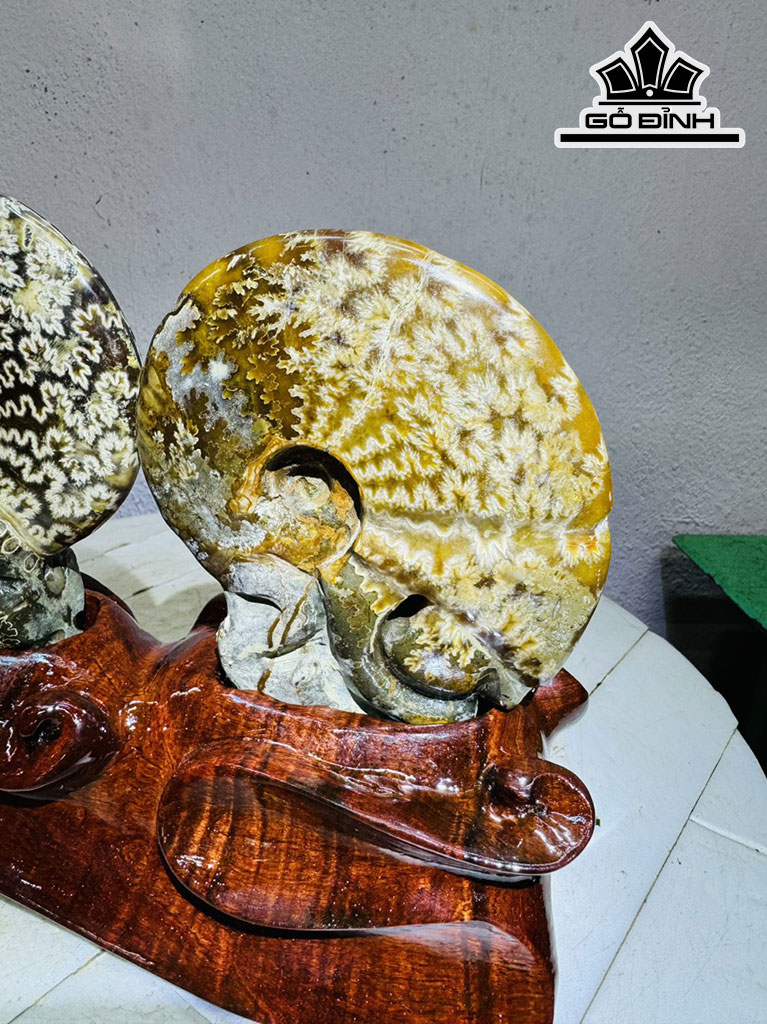 cap-oc-anh-vu-hoa-ngoc-cao-19-ngang-24-cm-2kg-439849