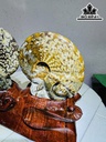 cap-oc-anh-vu-hoa-ngoc-cao-19-ngang-24-cm-2kg-439849