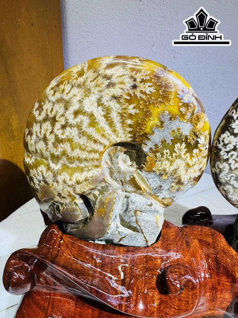 cap-oc-anh-vu-hoa-ngoc-cao-19-ngang-24-cm-2kg-439850
