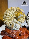 cap-oc-anh-vu-hoa-ngoc-cao-19-ngang-24-cm-2kg-439850