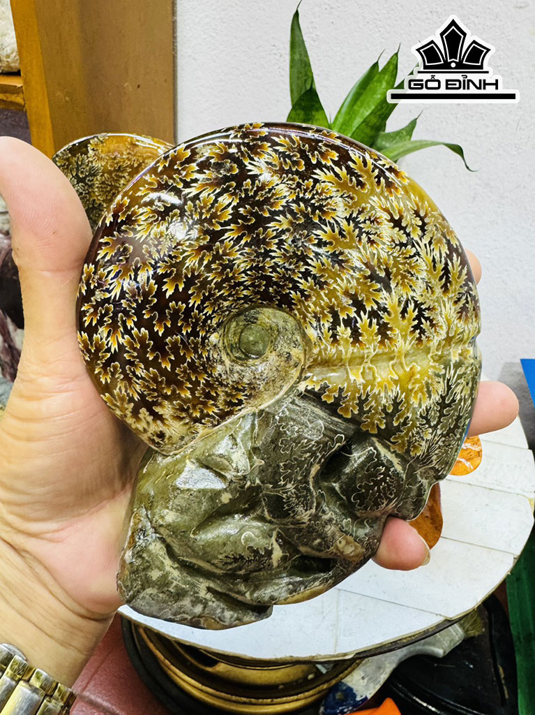 cap-oc-anh-vu-hoa-ngoc-cao-23-ngang-28-cm-32kg-439858