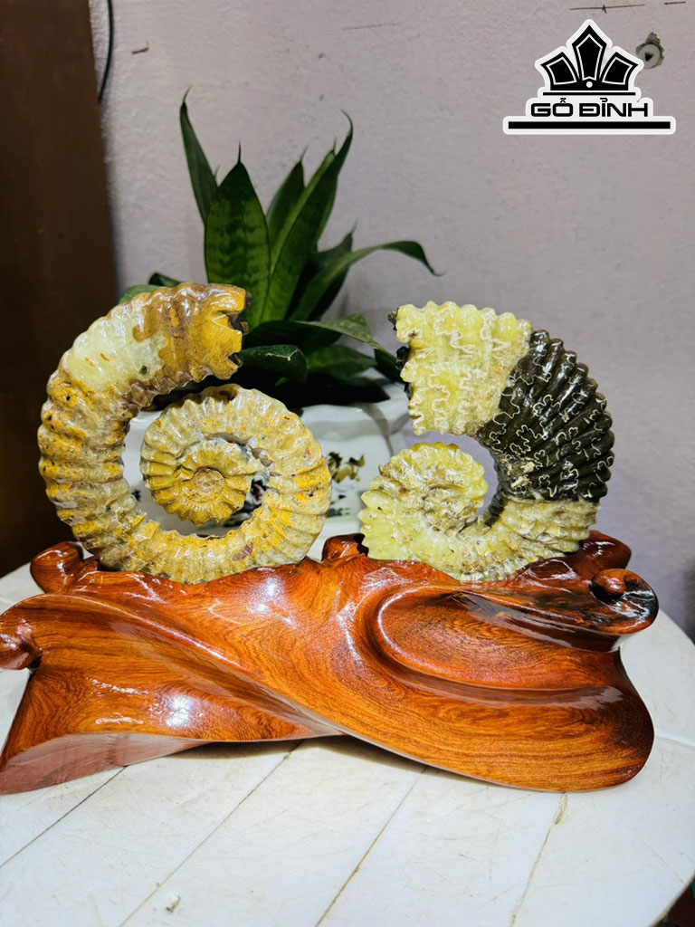 cap-oc-anh-vu-hoa-ngoc-cao-19-ngang-22-cm-18kg-440309