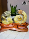 cap-oc-anh-vu-hoa-ngoc-cao-19-ngang-22-cm-18kg-440311