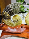 cap-oc-anh-vu-hoa-ngoc-cao-19-ngang-22-cm-18kg-440313