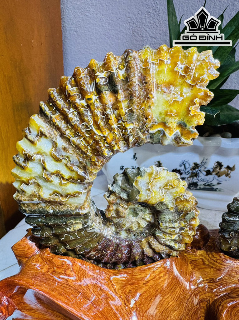 Cặp Ốc Anh Vũ Hóa Ngọc Cao 20 Ngang 24 (cm) 1,9kg