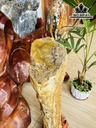 Khúc Rễ Cây Hóa Ngọc Cao 63 Ngang 12 (cm) 8,7kg