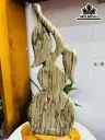 Tác Phẩm Hồ Lô Gỗ Thủy Tùng Hóa Thạch Cao 50 Ngang 15 (cm) 3,5kg