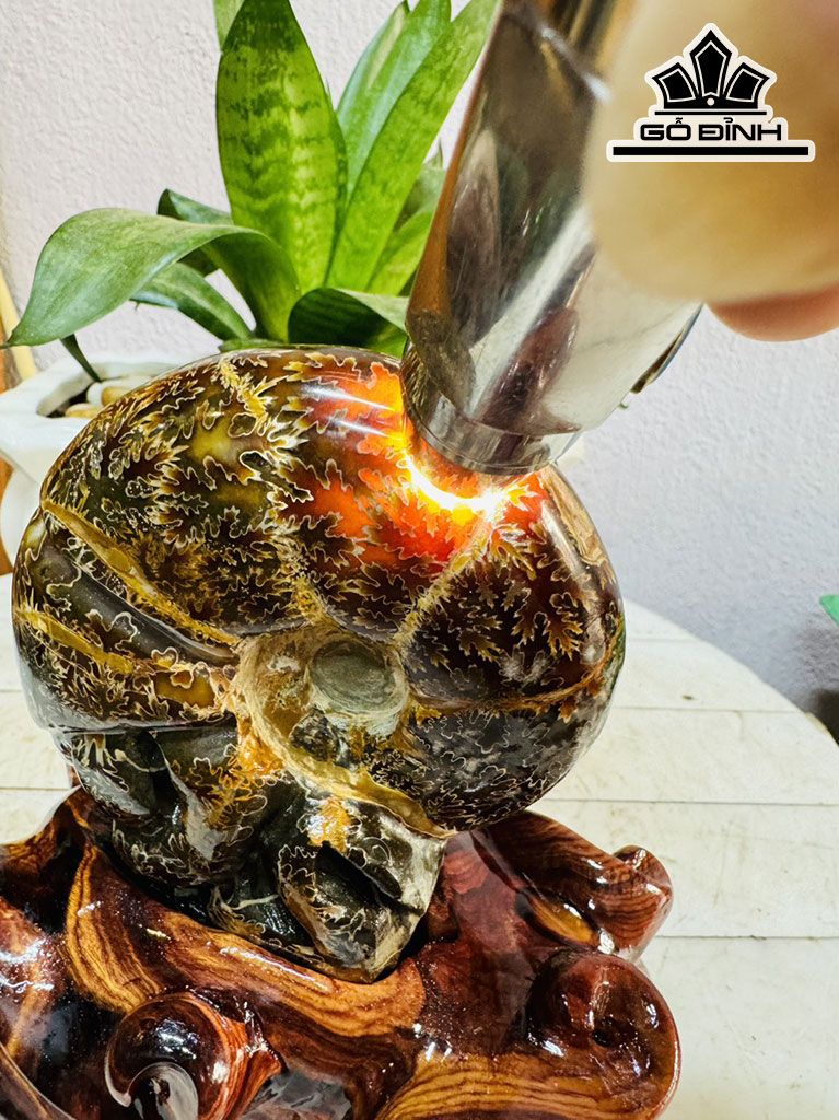Tác Phẩm Ốc Anh Vũ Hóa Ngọc Cao 17 Ngang 10 (cm) 1,3kg