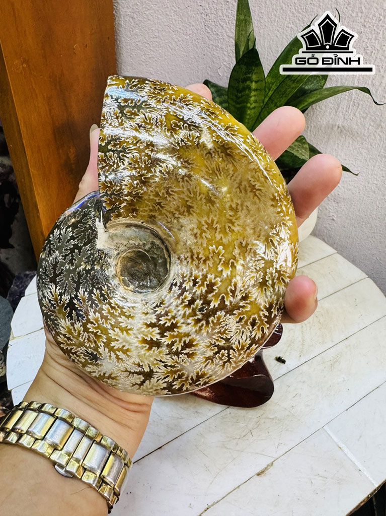 Tác Phẩm Ốc Anh Vũ Hóa Ngọc Cao 20 Ngang 13 (cm) 1,5kg