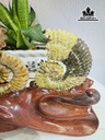 cap-oc-anh-vu-hoa-ngoc-cao-20-ngang-24-cm-18kg-445612
