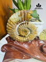 cap-oc-anh-vu-hoa-ngoc-cao-20-ngang-24-cm-18kg-445613