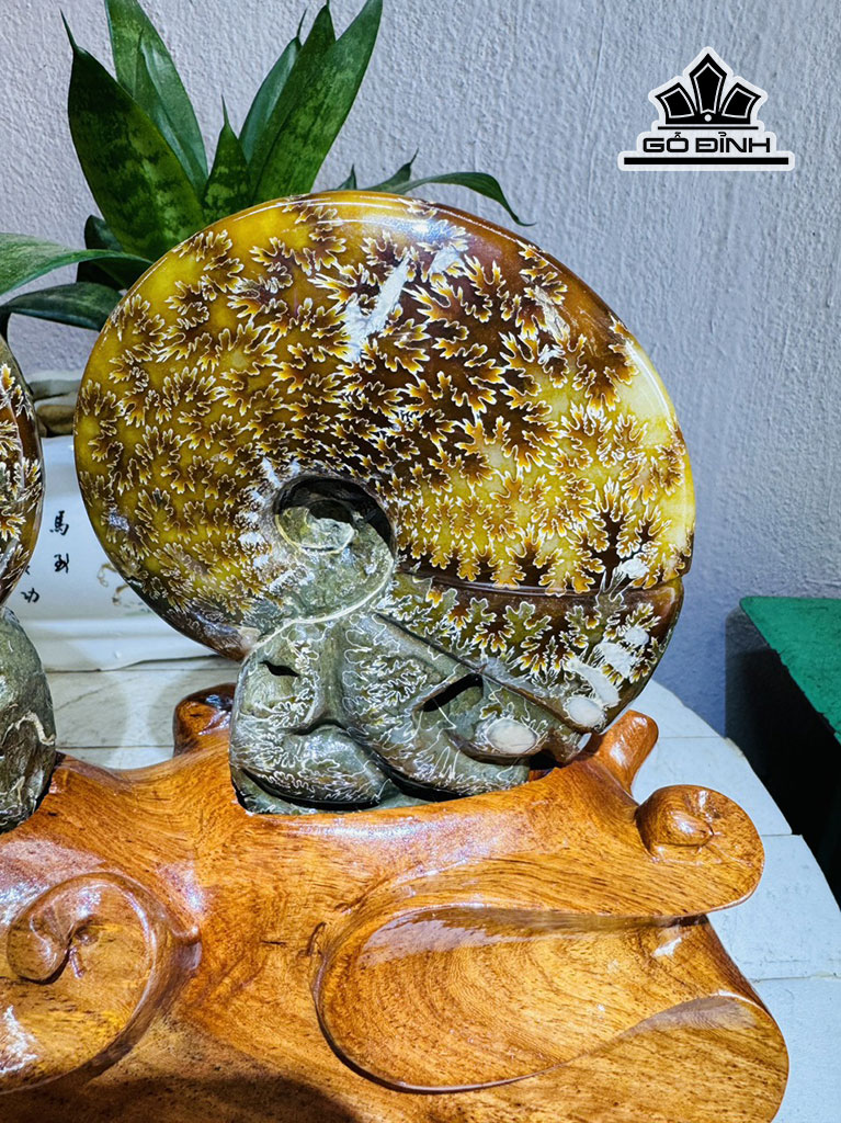 cap-oc-anh-vu-hoa-ngoc-cao-20-ngang-25-cm-25kg-445616