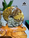 cap-oc-anh-vu-hoa-ngoc-cao-20-ngang-25-cm-25kg-445616