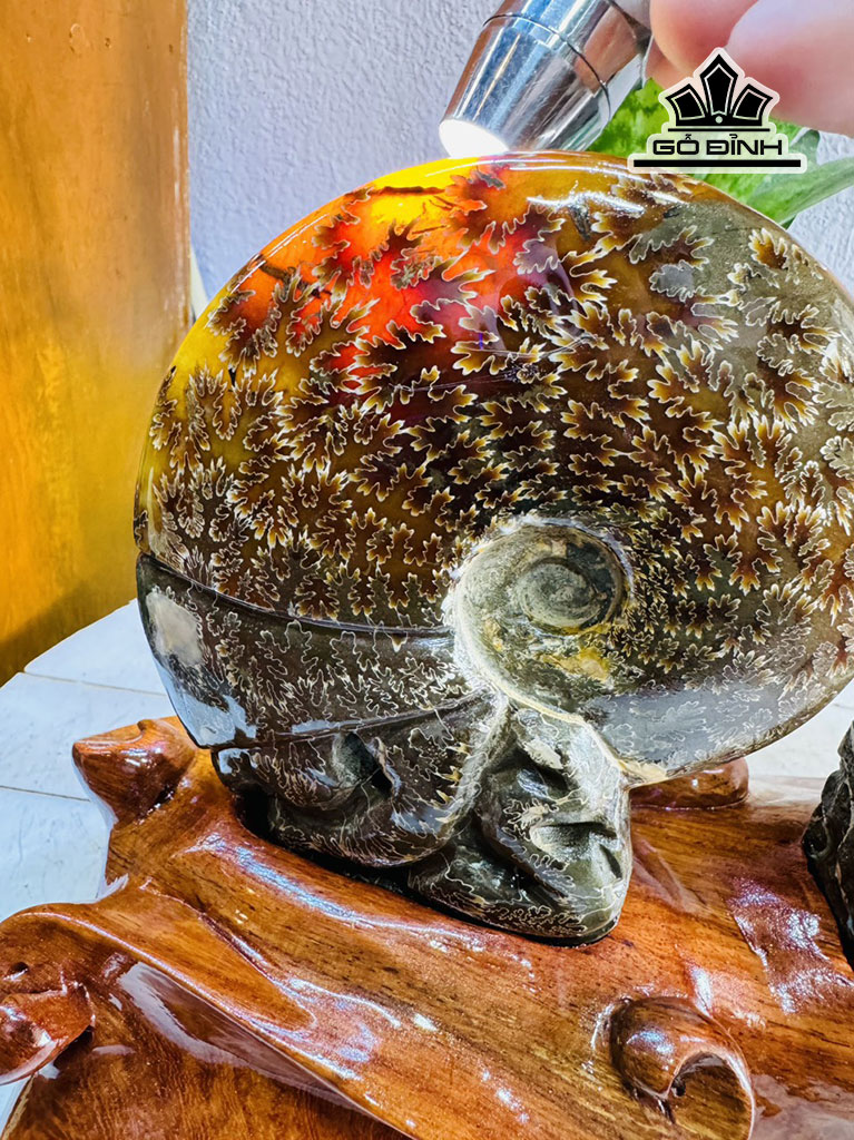cap-oc-anh-vu-hoa-ngoc-cao-20-ngang-25-cm-25kg-445617