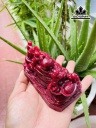 tac-pham-di-lac-ngu-phuc-da-ruby-cao-15-ngang-12-sau-6-cm-07kg-445657
