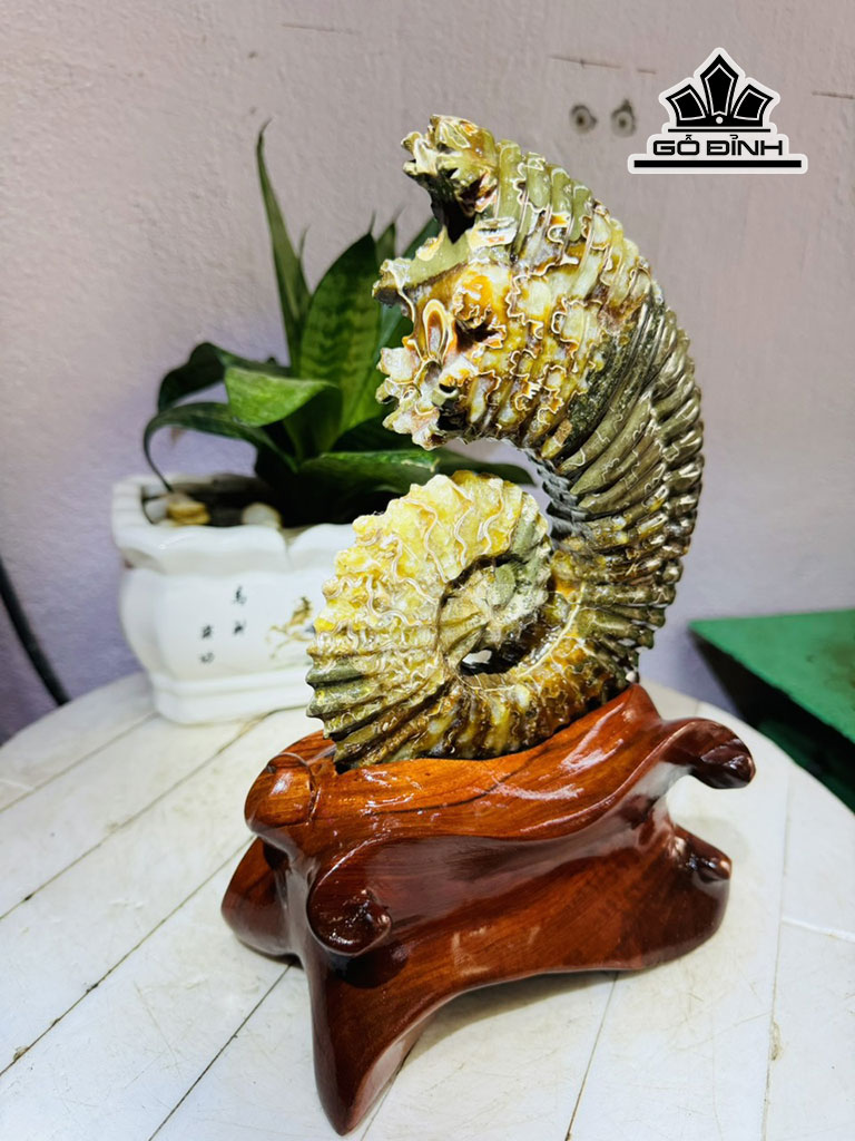 tac-pham-oc-anh-vu-hoa-ngoc-cao-26-ngang-15-cm-18kg-445696