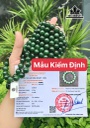 vong-tay-da-ngoc-bich-duong-kinh-hat-16-mm-445957