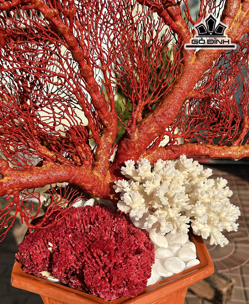 chau-san-ho-do-cao-60-ngang-62-cm-446152