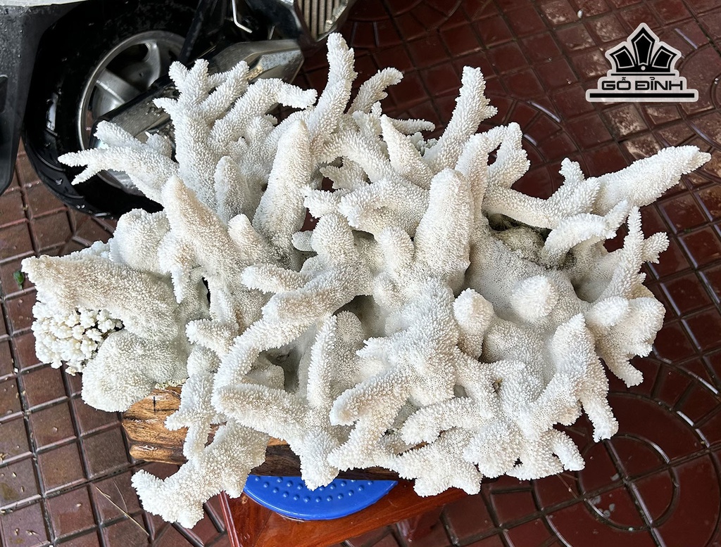 tac-pham-cay-san-ho-trang-cao-52-ngang-47-cm-185kg-446177