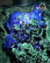 tac-pham-da-malachite-cao-195-ngang-20-cm-23kg-446242