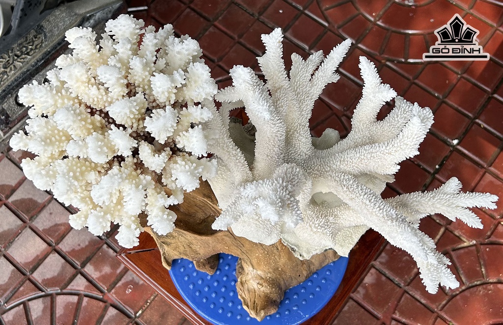 cap-san-ho-trang-cao-38-ngang-45-cm-446789