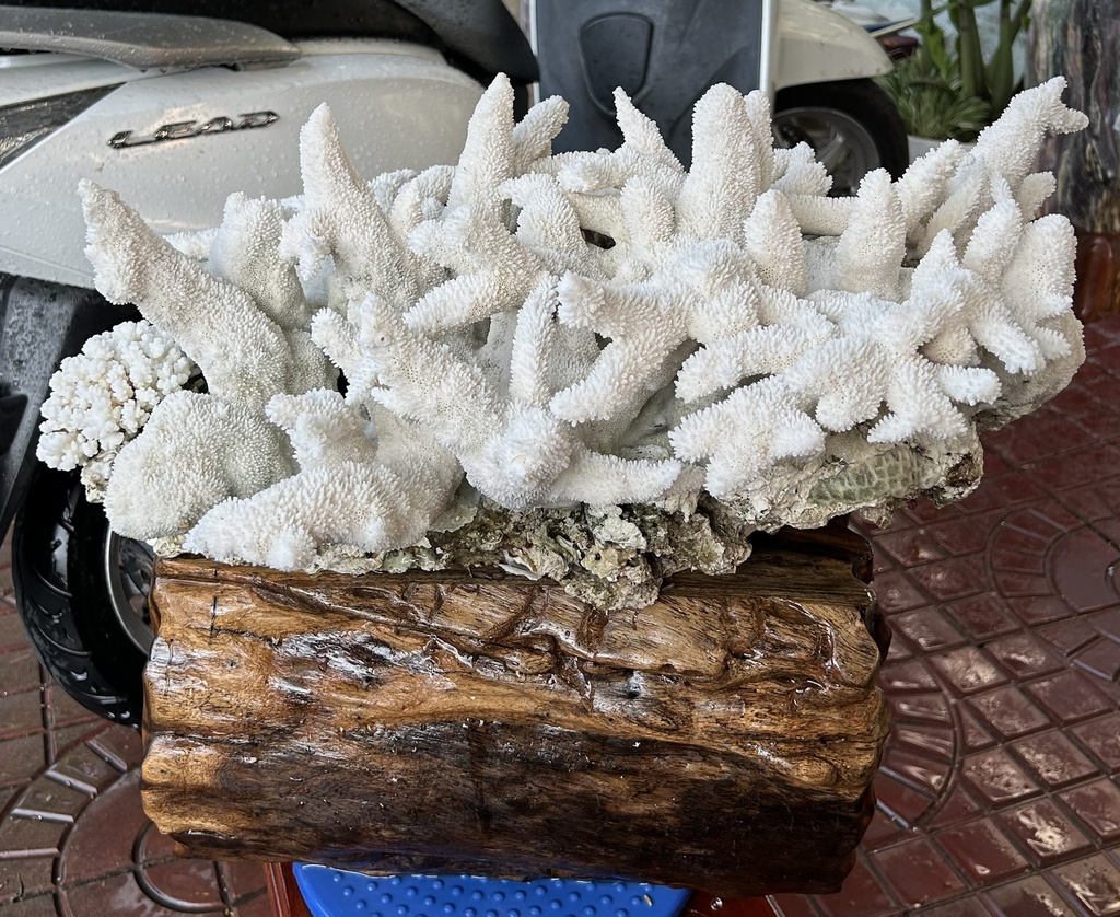 tac-pham-san-ho-trang-cao-52-ngang-47-cm-185kg-446808