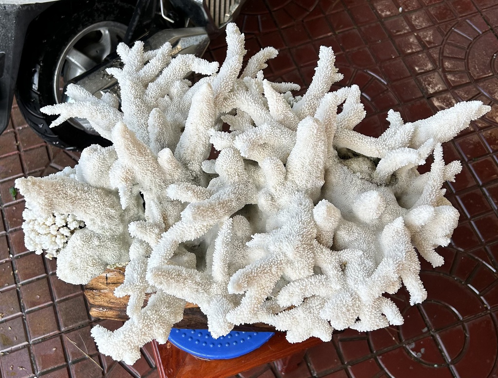 tac-pham-san-ho-trang-cao-52-ngang-47-cm-185kg-446809