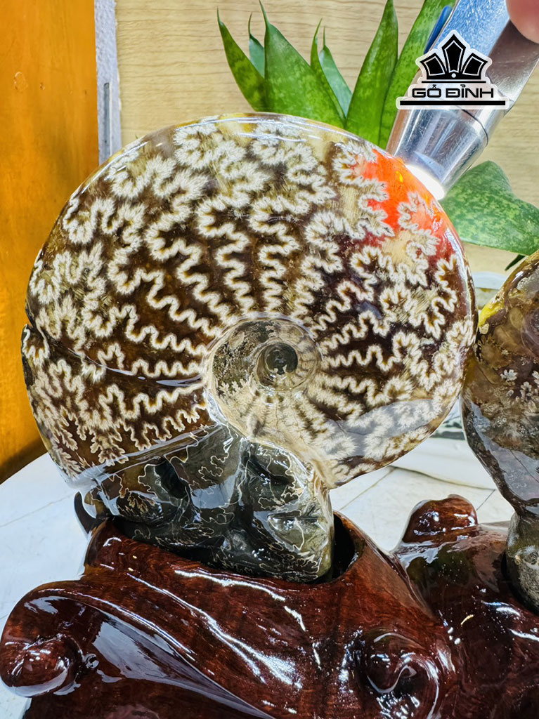 cap-oc-anh-vu-hoa-ngoc-cao-20-ngang-23-cm-2kg-446861