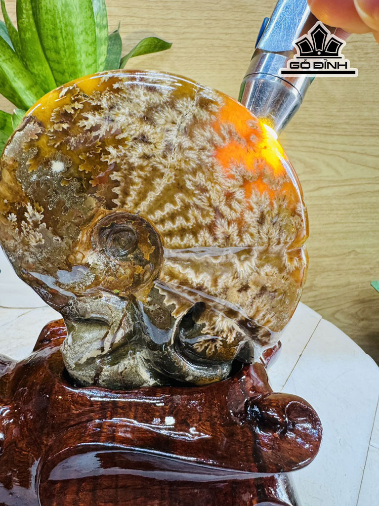 cap-oc-anh-vu-hoa-ngoc-cao-20-ngang-23-cm-2kg-446863