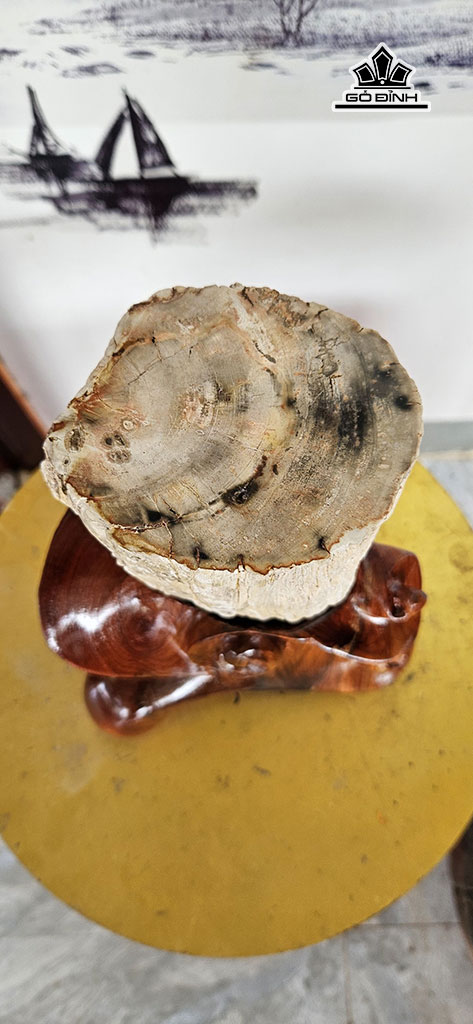 tac-pham-khuc-cay-go-hoa-ngoc-cao-22-ngang-11-cm-3kg-448239