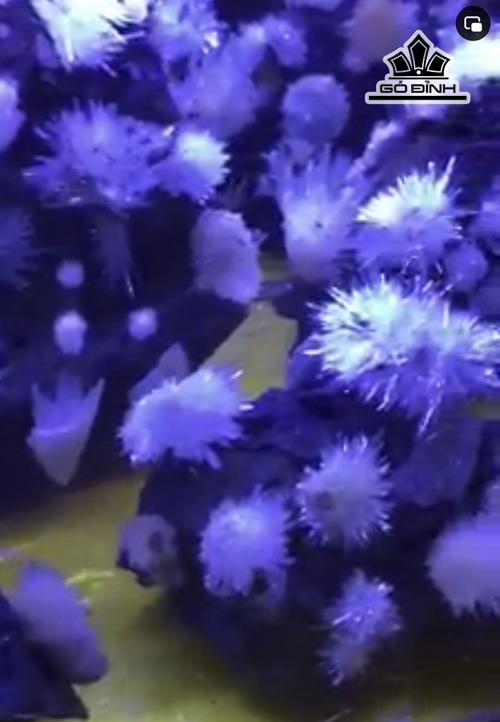 100-bong-hoa-uu-dam-da-tram-tich-cao-50-ngang-20-sau-20-cm-449183