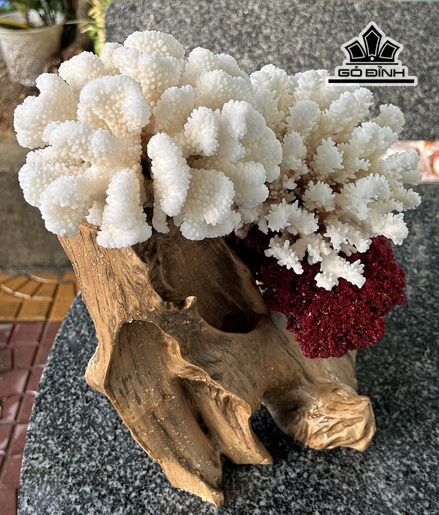 cay-san-ho-trang-do-cao-36-ngang-30-cm-450222