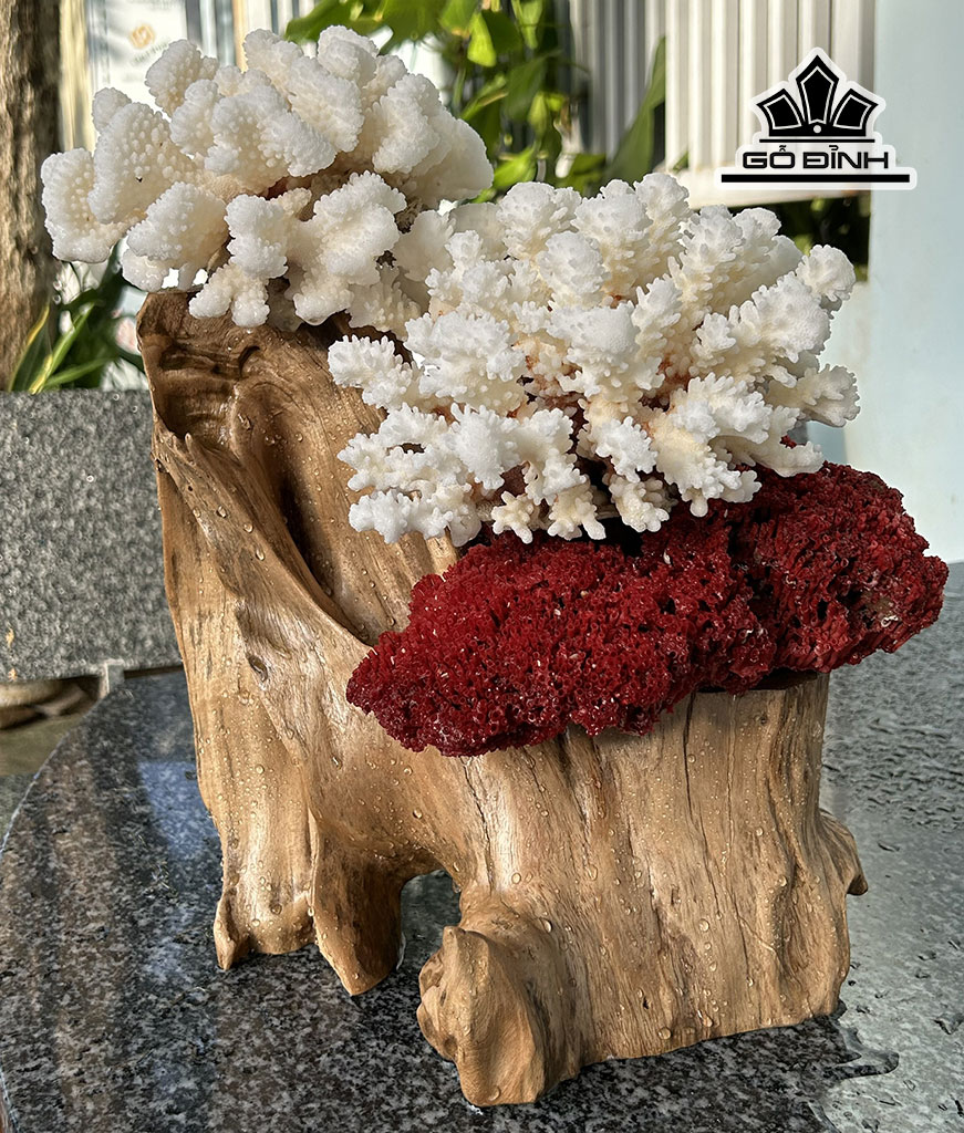 cay-san-ho-trang-do-cao-36-ngang-30-cm-450223