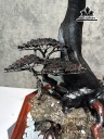 chau-tung-bonsai-go-trac-cao-79-ngang-65-sau-39-cm-450412