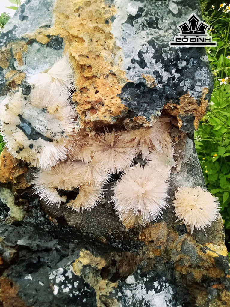 bong-hoa-uu-dam-da-tram-tich-cao-40-ngang-35-hoa-cao-5-9-cm-450718