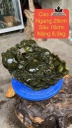 tuong-di-lac-da-serpentine-cao-17-ngang-29-sau-16-cm-65kg-451152