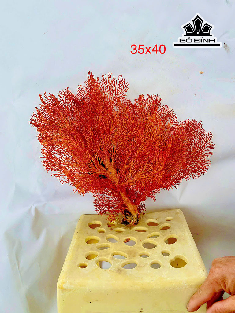 tac-pham-cay-san-ho-cao-35-ngang-40-cm-451655