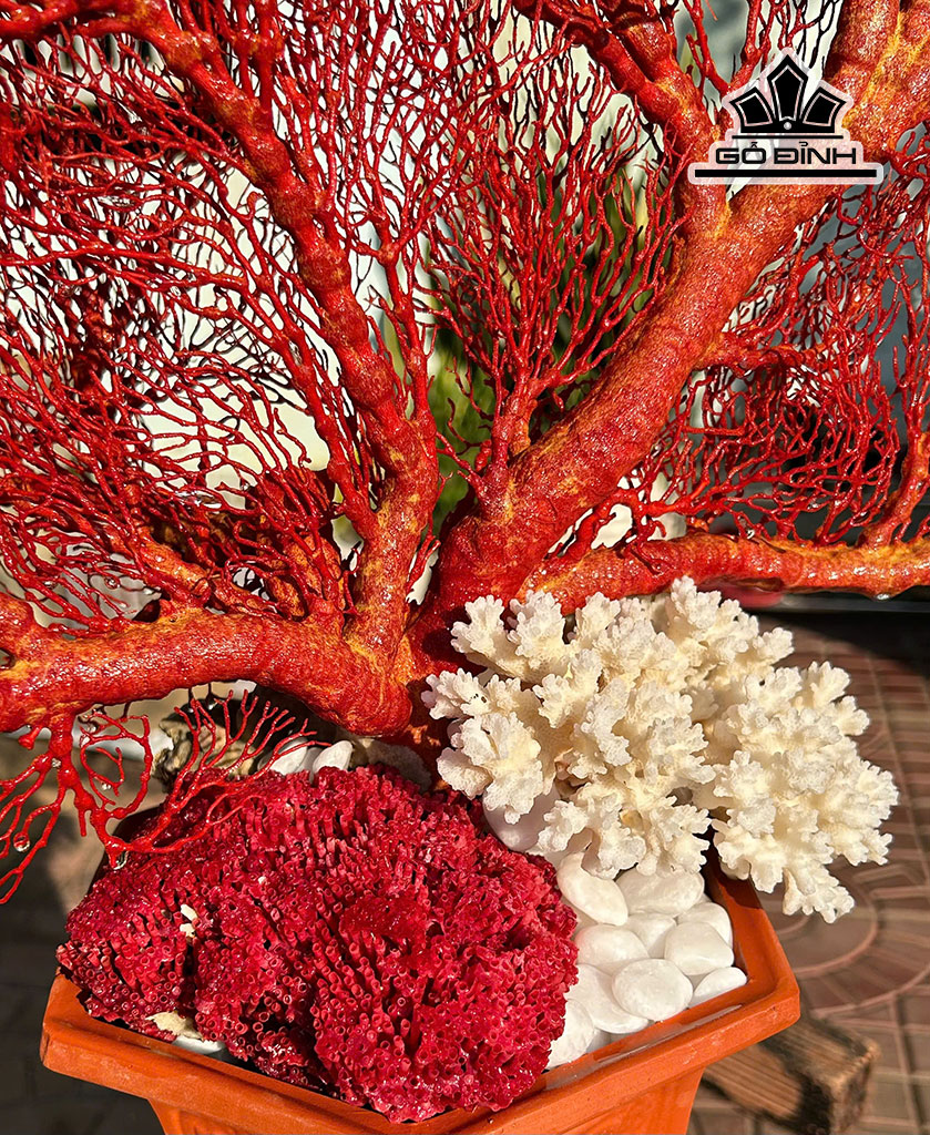 chau-san-ho-do-cao-71-ngang-80-cm-451869