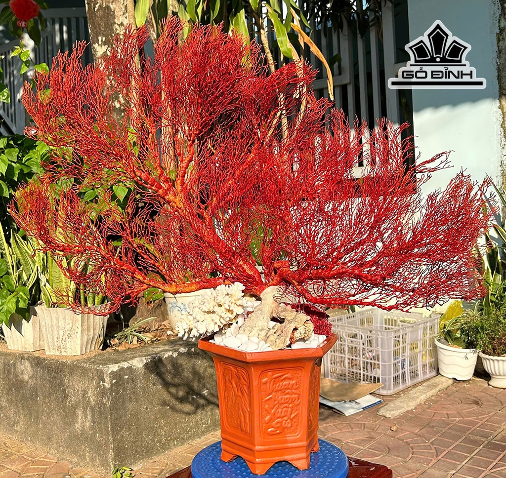 chau-san-ho-do-cao-71-ngang-80-cm-451870