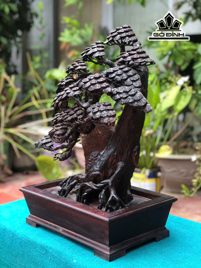 chau-tung-bonsai-go-trac-cao-62-ngang-59-sau-20-cm-452196