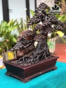 chau-tung-bonsai-go-trac-cao-62-ngang-59-sau-20-cm-452197