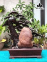 chau-tung-bonsai-go-trac-cao-62-ngang-59-sau-20-cm-452198